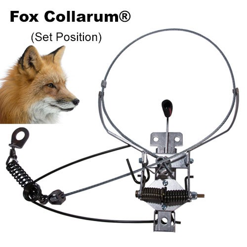  COLLARUM® Live Capture device - Fox